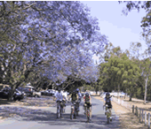 An image of cyclists in a park.
