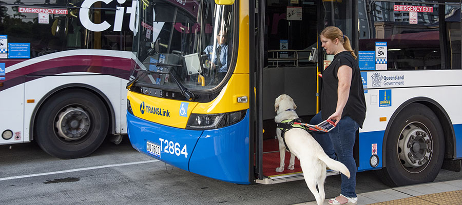 Person who is Blind boarding a Brisbane City Council bus with guide dog.