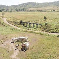 Cattle near the trail
