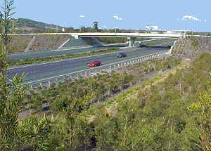 Vegetation at Pacific Motorway