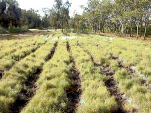 Couch grass harvesting