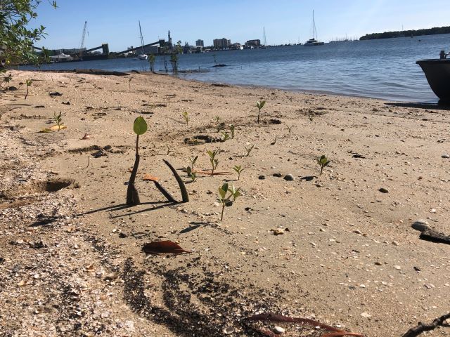 New growth starting on Admiralty Island after the clean up
