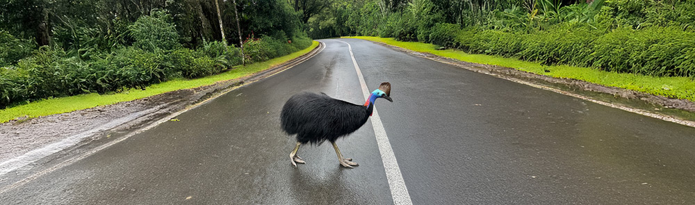 Image of a cassowary crossing a road.