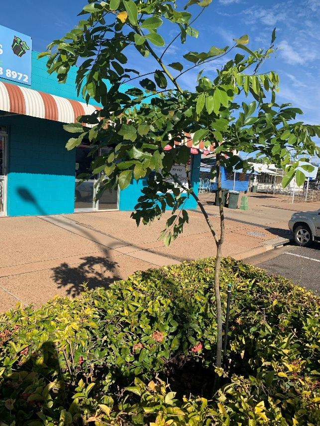 Image of a tree and shrubs planted next to footpath, in Mt Isa city centre
